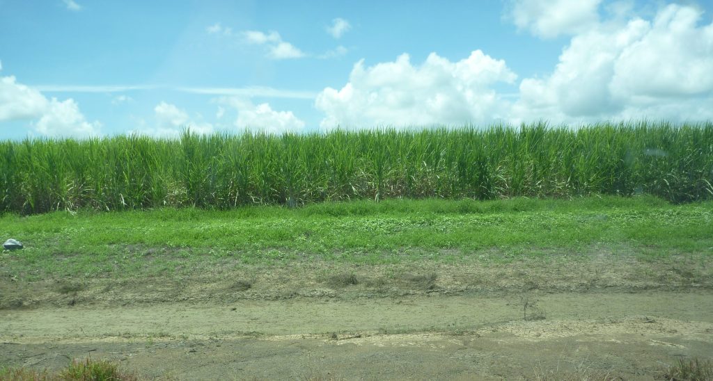 sugar cane fields